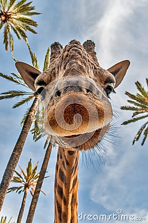 Giraffes head Stock Photo