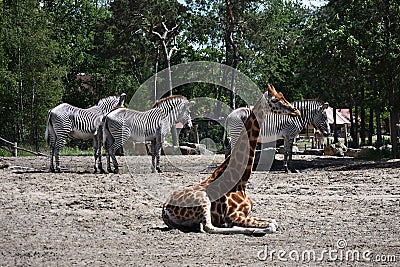 Giraffe at Safari Park, in Netherlands. Editorial Stock Photo
