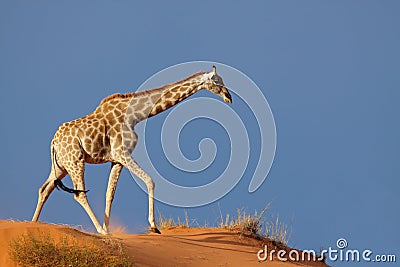 Giraffe on sand dune, Kalahari desert Stock Photo