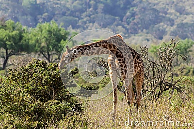 Giraffe in savanna Stock Photo
