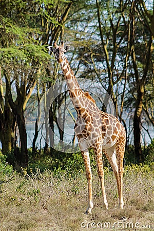 Giraffe in savanna Stock Photo