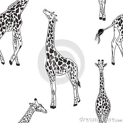 Giraffe seamless black white pattern, african animal nursery print. Wrapping paper wildlife background. Scandinavian vector Vector Illustration