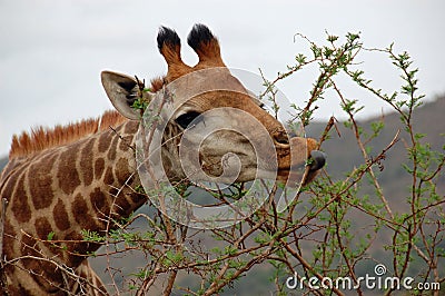 Giraffe showing it`s grey tongue while eating scrub Stock Photo