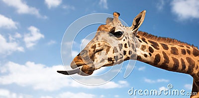 Giraffe showing tongue Stock Photo