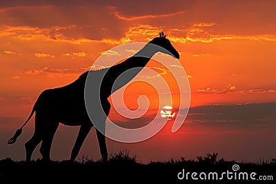 Giraffe silhouette Stock Photo