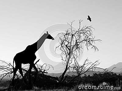 Giraffe Silhouette in Africa Stock Photo