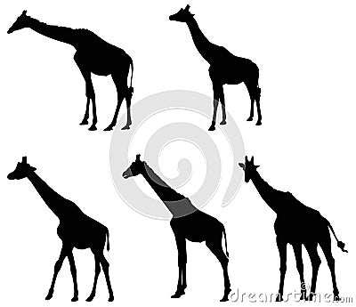 Giraffe silhouette - large wildlife mammal in Africa Vector Illustration