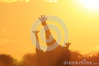 Giraffe Silhouette - Wildlife Background - Beautiful Sunset Colors from Nature Stock Photo