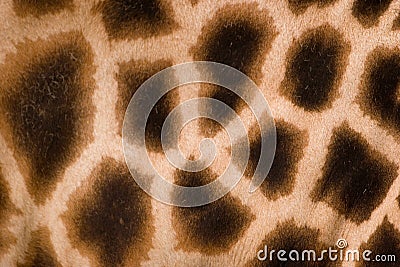 Giraffe skin Stock Photo