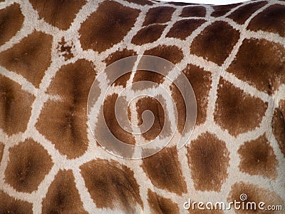 Giraffe skin Stock Photo