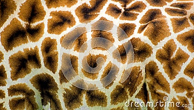 Giraffe skin Stock Photo