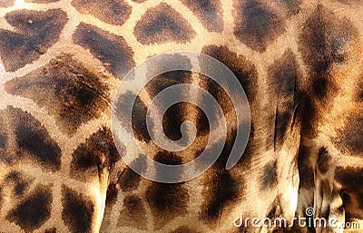 Giraffe skin Stock Photo