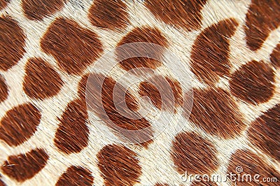 Giraffe skin Stock Photo