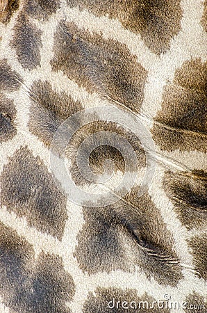 Giraffe skin Stock Photo