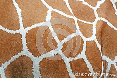 Giraffe skin patterns texture background Stock Photo