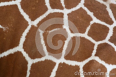 Giraffe skin texture Stock Photo