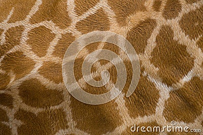 Giraffe skin texture Stock Photo