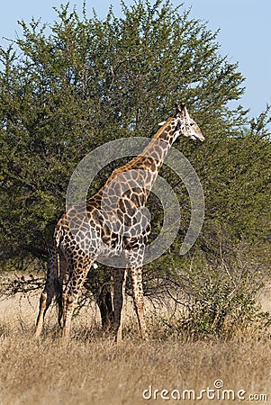 Giraffe South Africa Stock Photo