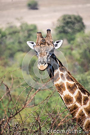 Giraffe south africa with much more words Stock Photo