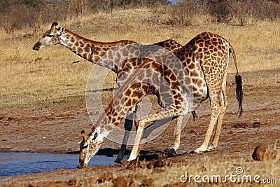 The giraffe, South African giraffe or Cape giraffe Giraffa camelopardalis giraffa drinking from the waterhole. Two giraffes Stock Photo