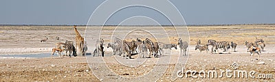 Giraffe, Springbok, Oryx and zebras Stock Photo