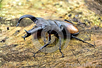 Giraffe stag beetle Lucanidae on timber Stock Photo