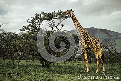 Giraffe standing near the tree in Serengeti national park in Tanzania Stock Photo