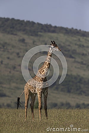 Giraffe standing tall at Masai Mara National Park Stock Photo