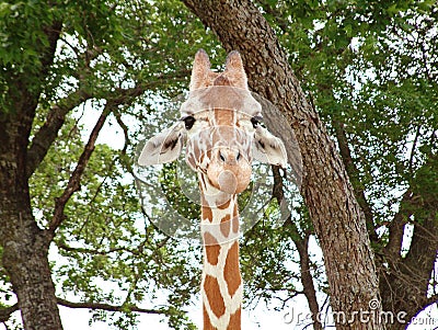 Giraffe Stares into the Soul Stock Photo