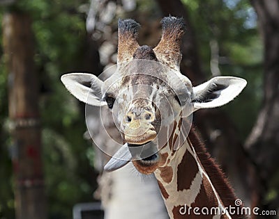 A Giraffe Sticks Out its Long Tongue Stock Photo