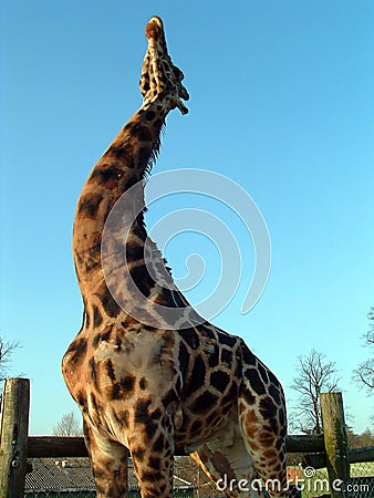 Giraffe Stretching Stock Photo