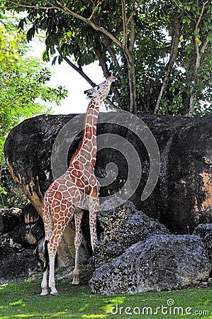 Giraffe stretching Stock Photo