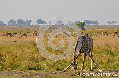 Giraffe stretching down Stock Photo