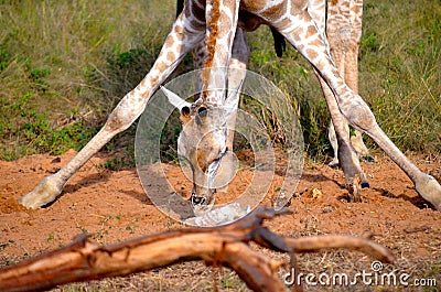 Giraffe stretching down Stock Photo