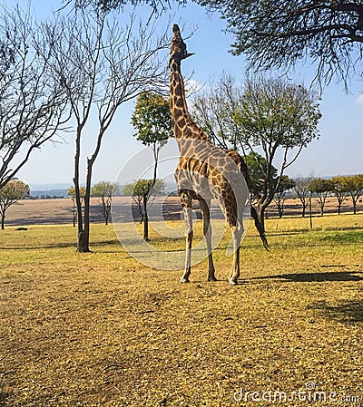 Giraffe stretching its neck Stock Photo