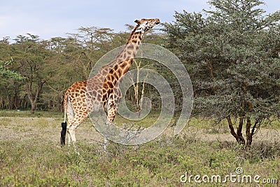 Giraffe stretching its neck to eat leaves from a thorny tree in Kenya's Maasai Mara National Park Stock Photo