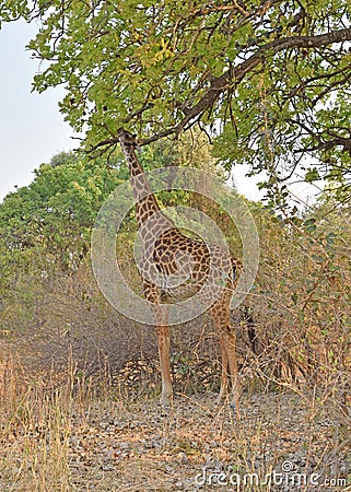 A Giraffe Stretching Its Neck To Eat Off A Tree In Zambia, Africa. Stock Photo