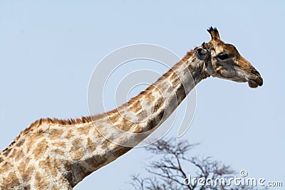 Giraffe stretching neck. Stock Photo