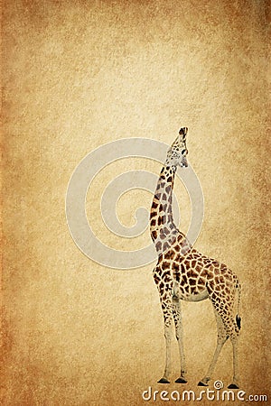 Giraffe Stretching Up Stock Photo