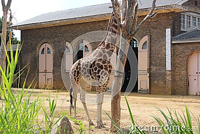 Giraffe. Summer time 2018. Wildlife. Stock Photo