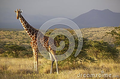 Giraffe in sunset light at Lewa Conservancy, Kenya, Africa Editorial Stock Photo