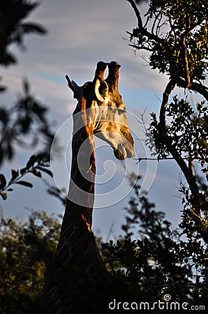 Giraffe at sunset in Southafrican Stock Photo