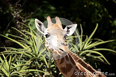 this is a young giraffe Stock Photo