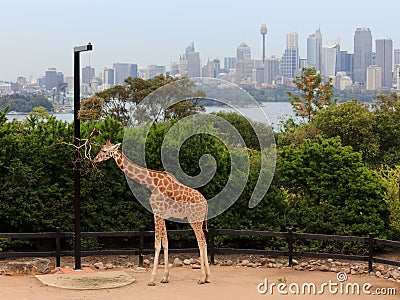 Giraffe Taronga City Stock Photo