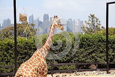 A giraffe in Taronga Zoo Australia Stock Photo
