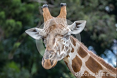 Giraffe at Taronga Zoo, Sydney, Australia Editorial Stock Photo