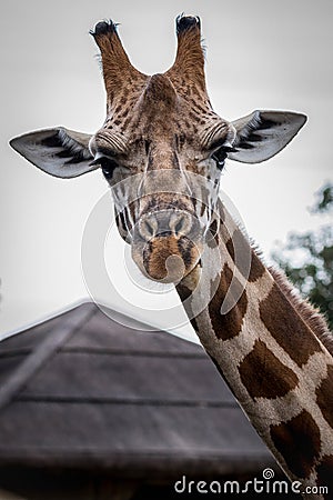 Giraffe at Taronga Zoo, Sydney, Australia Editorial Stock Photo