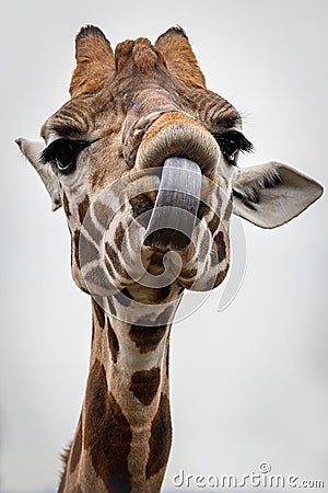 Giraffe at Taronga Zoo, Sydney, Australia Editorial Stock Photo