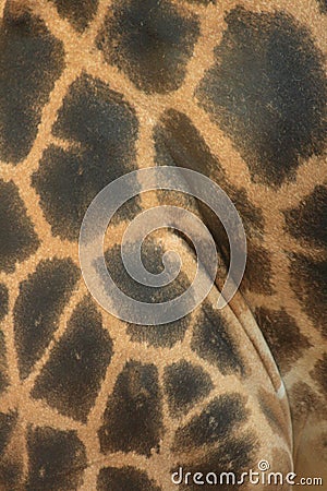 Giraffe texture Stock Photo