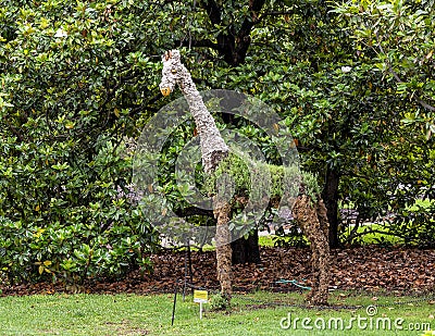 Giraffe topiary on display at the Fort Worth Botanic Garden, Texas. Editorial Stock Photo